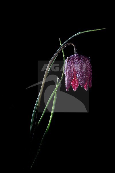 Kievitsbloem, Snake's Head Fritillary flowers stock-image by Agami/Wil Leurs,