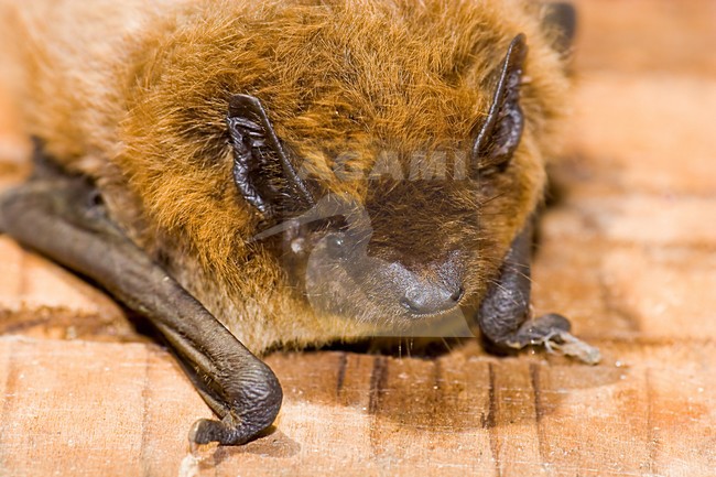 Ruige dwergvleermuis, Nathusius' pipistrelle stock-image by Agami/Theo Douma,