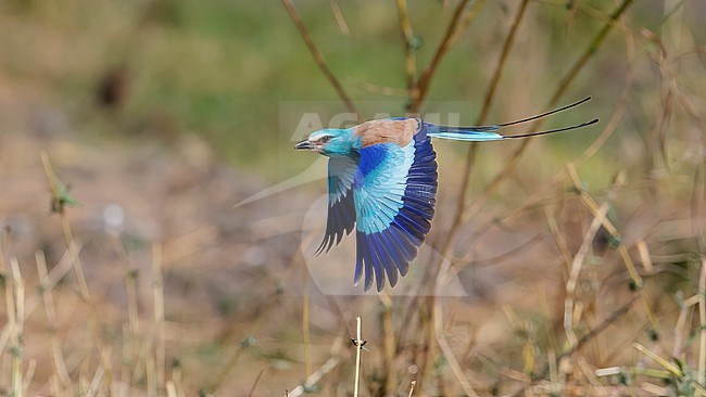 Side view of an adult Abyssinian Roller (Coracias abyssinicus) in flight. Gambia stock-image by Agami/Markku Rantala,