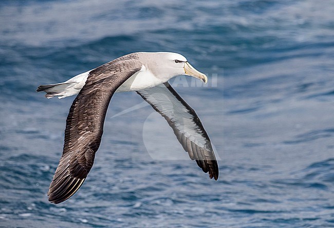 Adult Salvin's Albatross (Thalassarche salvini) flying low over the pacifc ocean off New Zealand. stock-image by Agami/Marc Guyt,