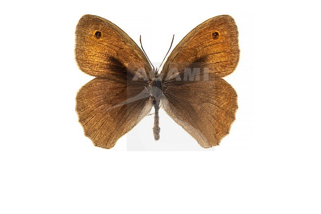 Meadow Brown, Bruin Zandoogje, Maniola jurtina stock-image by Agami/Wil Leurs,