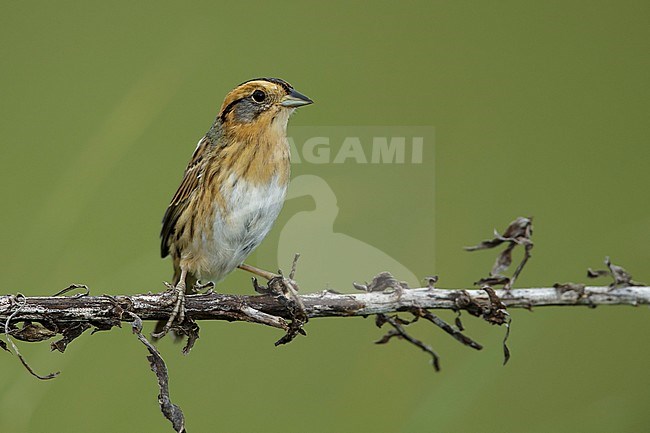 Nelson's Sparrow (Ammodramus nelsoni) perched in its breeding habitat, undisturbed marshes. stock-image by Agami/Brian E Small,