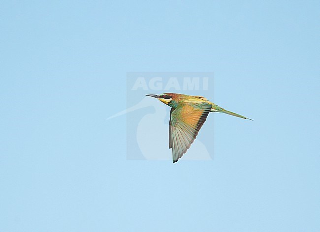 adult European Bee-eater (Merops apiaster) flying in blue sky near a small breeding colony in Limburg. This species is rare in the Netherlands as a new breeding bird species stock-image by Agami/Ran Schols,