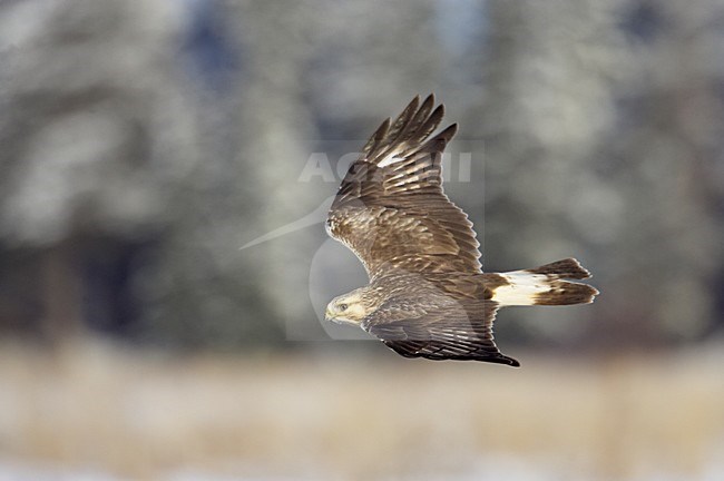 Ruigpootbuizerd in vlucht, Rough-legged Buzzard in flight stock-image by Agami/Markus Varesvuo,