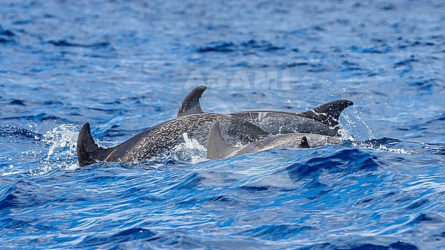 Atlantic Spotted Dolphin (Stenella frontalis) surfacing off Pico island, Azores, Portugal. stock-image by Agami/Vincent Legrand,