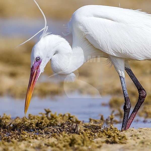 White morph adult Arabian Western Reef Heron walking on Hamata shore, Egypt, Red Sea. May 24, 2014. stock-image by Agami/Vincent Legrand,
