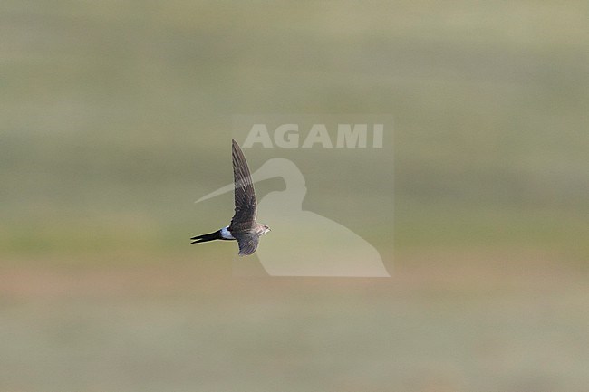 Pacific Swift - Pazifiksegler - Apus pacificus ssp. pacificus, Russia, adult stock-image by Agami/Ralph Martin,