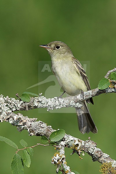 Adult Acadian Flycatcher (Empidonax virescens)
Galveston Co., Texas
April 2016 stock-image by Agami/Brian E Small,