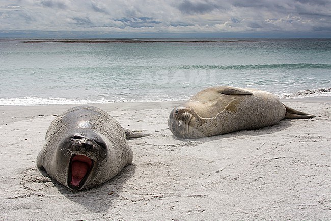Young southern elephant seals, Mirounga leonina, resting on a beach. Sea Lion Island, Falkland Islands stock-image by Agami/Sergio Pitamitz,