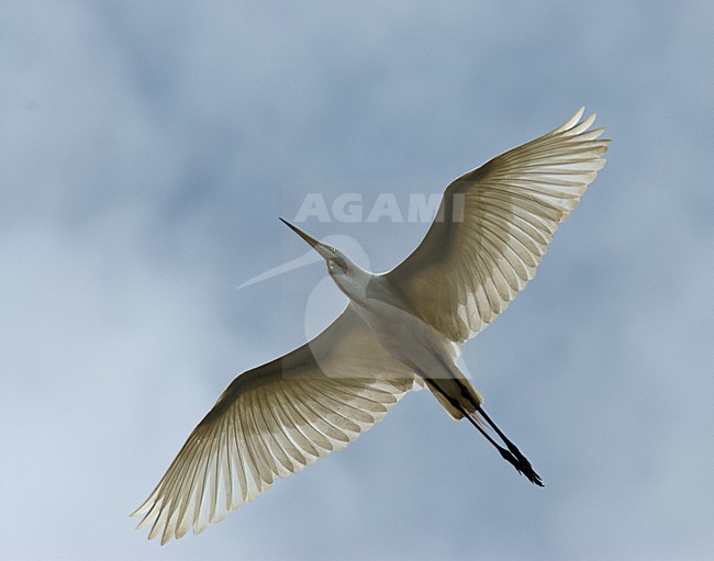 Grote Zilverreiger in vlucht; Great Egret in flight stock-image by Agami/Roy de Haas,