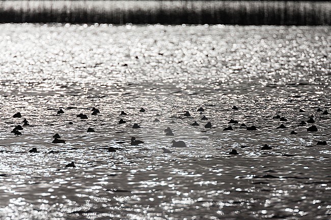 Silhouetten van zwemmende watervogels bij zonsondergang; Silhouets of swimming waterbirds at sunset stock-image by Agami/Marc Guyt,