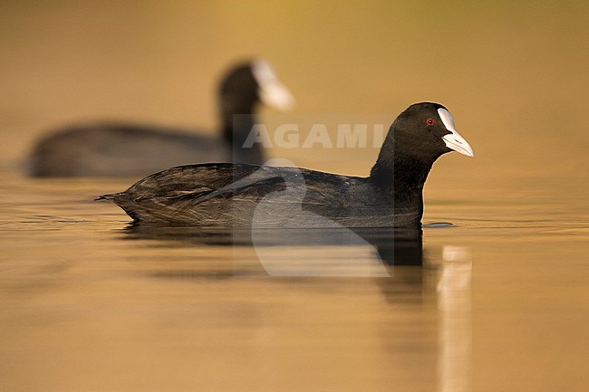 Eurasian Coot (Fulica atra), side view of two adults swimming, Campania, Italy stock-image by Agami/Saverio Gatto,
