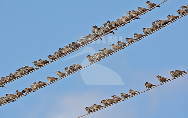 Groep Spreeuwen, Group Common Starlings stock-image by Agami/Markus Varesvuo,