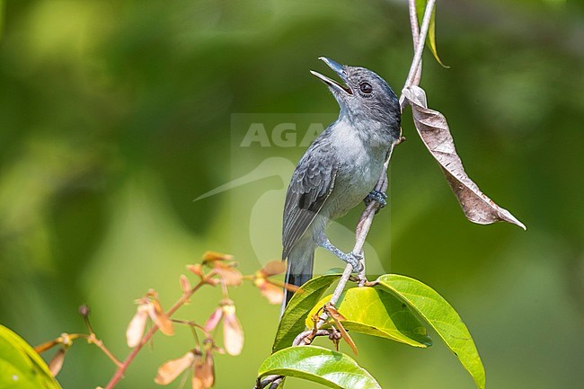 Adult Male One-coloured Becard (Pachyramphus homochrous homochrous), perched in a branche with open bill, Bahía Solano, Chocó, Colombia. stock-image by Agami/Rafael Armada,