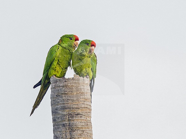 Scarlet-fronted Parakeet (Psittacara wagleri ) in Colombia. stock-image by Agami/Pete Morris,