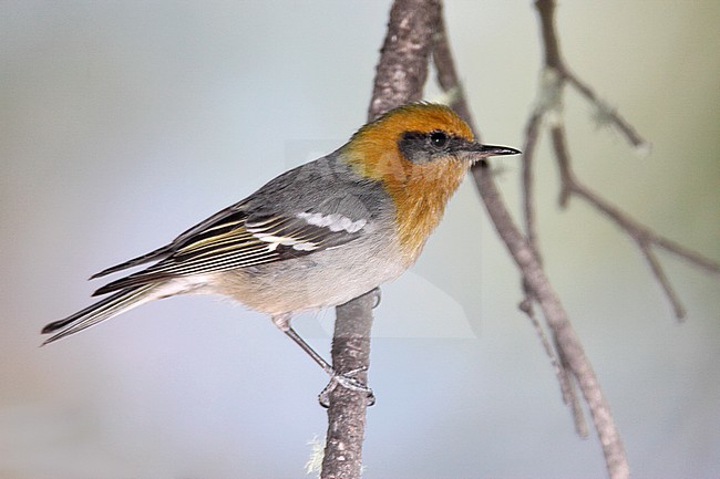 Adult male
Cochise Co., AZ
April 2009 stock-image by Agami/Brian E Small,