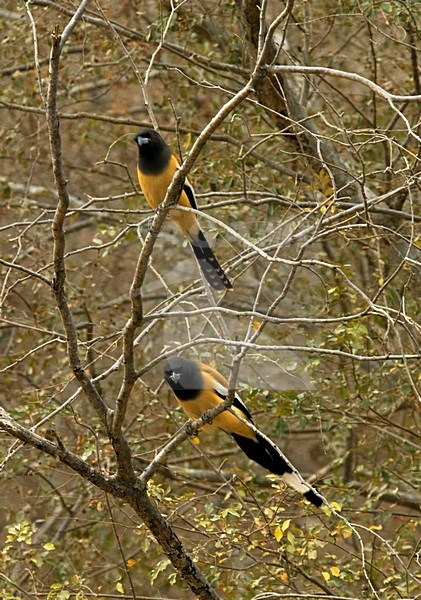 Zwerfekster, Rufous Treepie, Dendrocitta vagabunda stock-image by Agami/Marc Guyt,