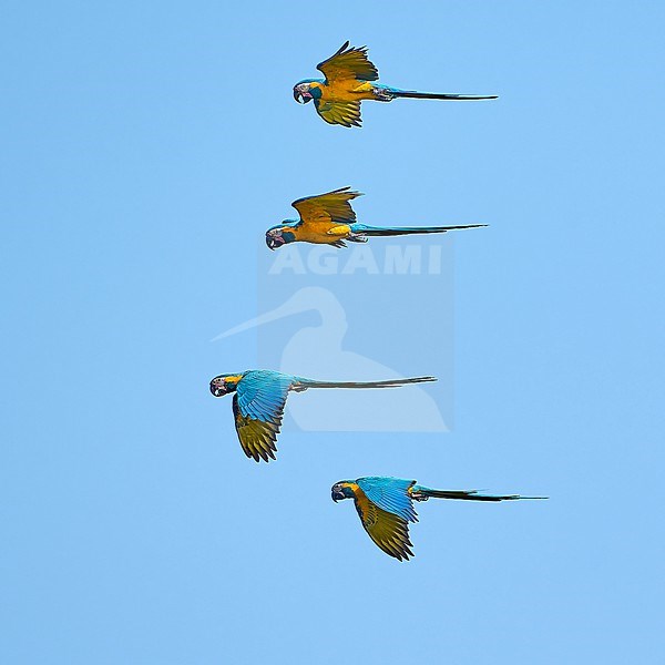 Flock of endemic and critically endangered Blue-throated Macaws (Ara glaucogularis) flying against a blue sky as a background in Beni, Bolivia stock-image by Agami/Tomas Grim,