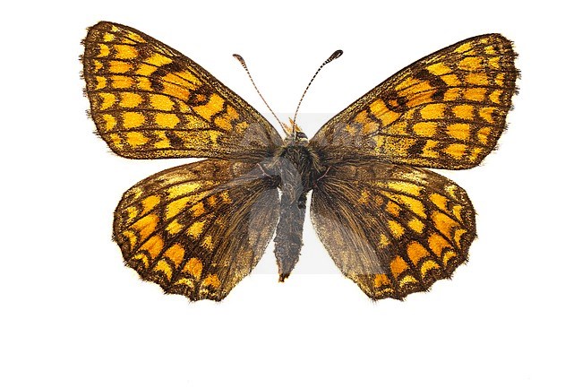Female Meadow Fritillary stock-image by Agami/Wil Leurs,