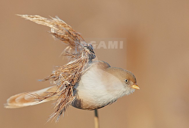 Bearded Reedling (Panurus biarmicus) during winter in reed bed near Espoo in souther Finland. stock-image by Agami/Markus Varesvuo,