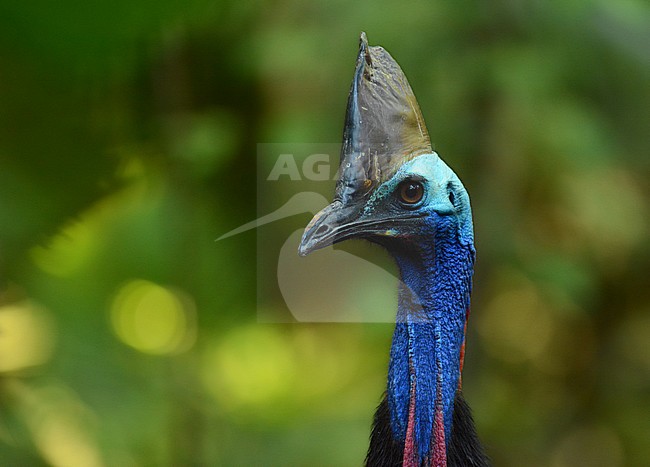 Southern Cassowary (Casuarius casuarius) in Australia stock-image by Agami/Laurens Steijn,