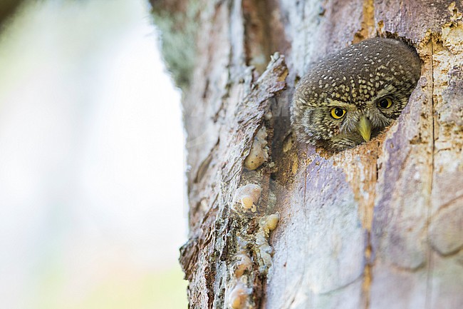 Eurasian Pygmy-Owl - Sperlingskauz - (Glaucidium passerinum ssp. passerinum, Germany, adult, female stock-image by Agami/Ralph Martin,