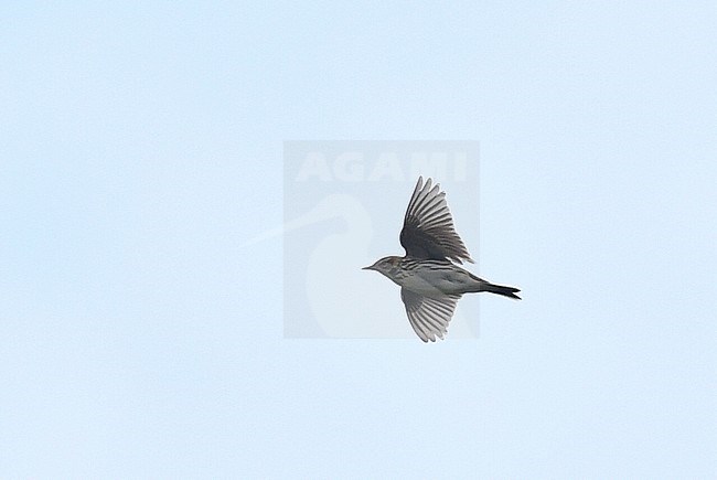 Adult Pechora Pipit (Anthus gustavi) in display flight in Russia. stock-image by Agami/Laurens Steijn,
