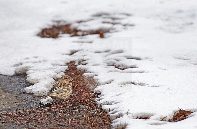 Wintering Pallas's rosefinch (Carpodacus roseus) near Kushiro, Hokkaido, Japan. stock-image by Agami/Pete Morris,