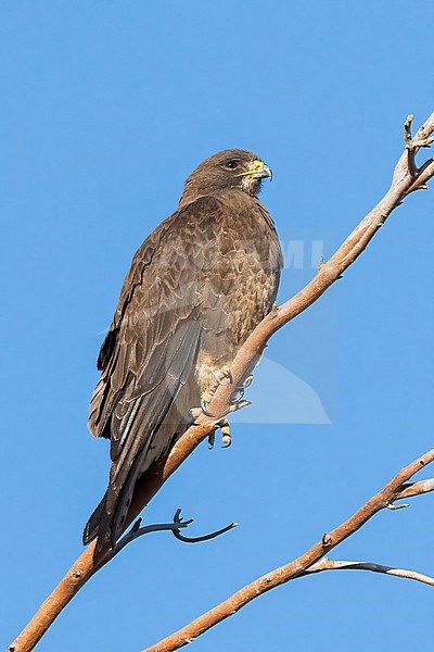 Adult (dark morph)
San Diego Co., CA
April 2023 stock-image by Agami/Brian E Small,