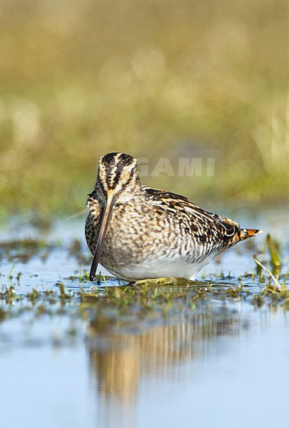 Watersnip foeragerend, Common Snipe foraging stock-image by Agami/Roy de Haas,