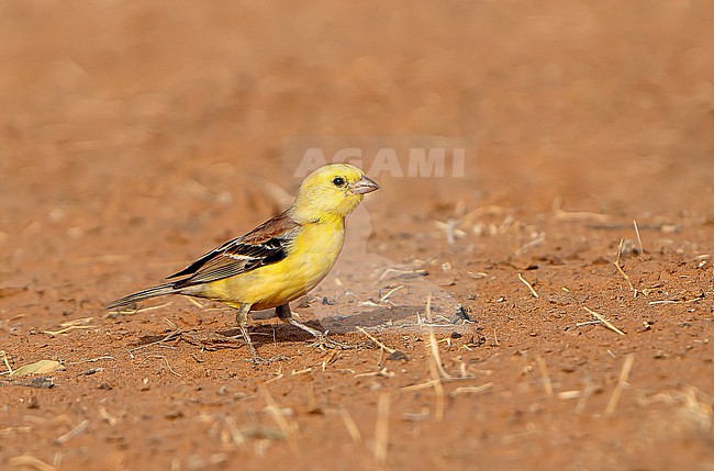 Adult male Sudan Golden Sparrow (Passer luteus) on the ground. stock-image by Agami/Dani Lopez-Velasco,