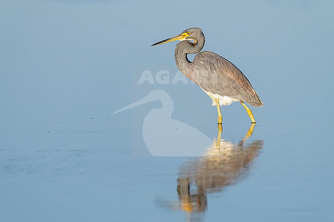 Tricolored Heron (Egretta tricolor) in swamp in Florida USA. stock-image by Agami/Marcel Burkhardt,
