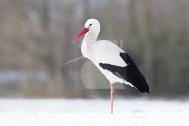 White Stork, Ciconia ciconia in winter snow setting stock-image by Agami/Menno van Duijn,