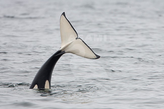 Duikende Orka die staartvin laat zien, Diving Killer whale showing its tail-fin stock-image by Agami/Martijn Verdoes,