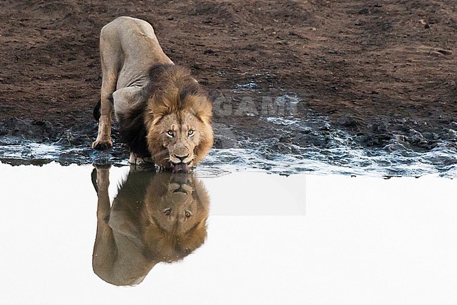 Lion (Panthera Leo) male drinking at Kruger National Park in summer stock-image by Agami/Caroline Piek,