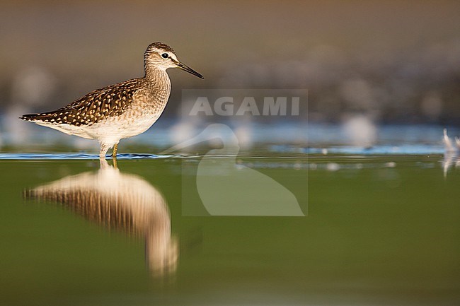 Wood Sandpiper - Bruchwasserläufer - Tringa glareola, Germany (Schleswig-Holstein), 1st cy stock-image by Agami/Ralph Martin,
