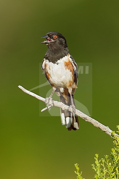 Adult Spotted Towhee (Pipilo maculatus) singing from a twig in Los Angeles County, California in USA. stock-image by Agami/Brian E Small,