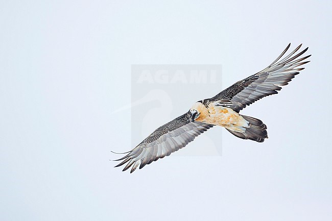 Lammergeier (Gypaetus barbatus barbatus) in Switzerland. Also known as Bearded Vulture. Soaring overhead. stock-image by Agami/Ralph Martin,