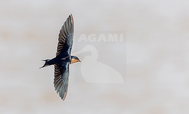 Adult Red-chested swallow, Hirundo lucida, in flight. stock-image by Agami/Ian Davies,