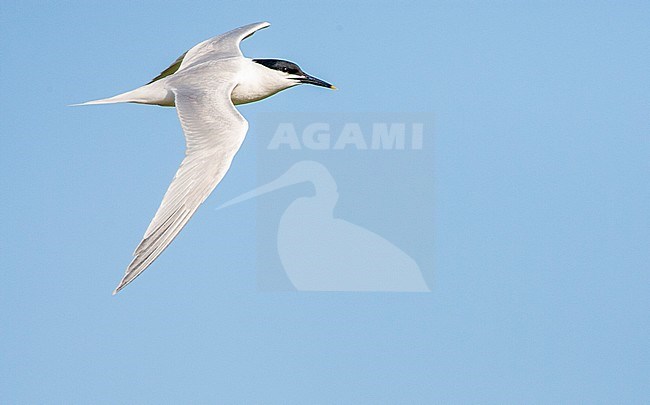 Sandwich Tern (Sterna sandvicensis) on Wadden island Texel in the Netherlands. In flight showing upper wing and back. stock-image by Agami/Marc Guyt,