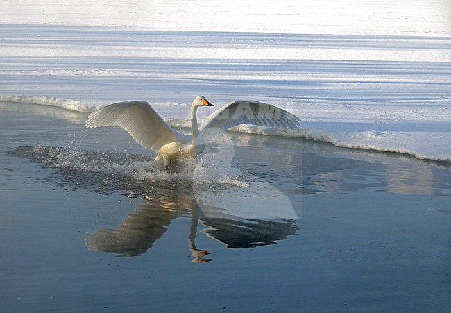 Wintering Whooper Swan (Cygnus cygnus) on Hokkaido, Japan stock-image by Agami/Pete Morris,
