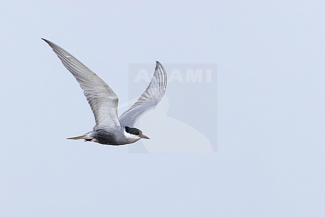 adult whiskered tern (chlidonias hybrida) in breeding plumage in flight carrying a small fish,, found at Buir Lake (Buir Nuur) in Dornod Aimag in Mongolia stock-image by Agami/Mathias Putze,