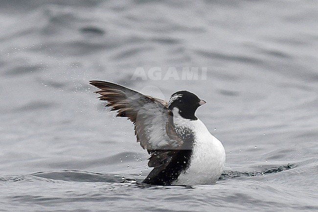 Ancient Murrelet (Synthliboramphus antiquus) swimming in pacific ocean near Ostrova Dve Gagary, Kuril islands in Russia. Flapping its wings. stock-image by Agami/Laurens Steijn,