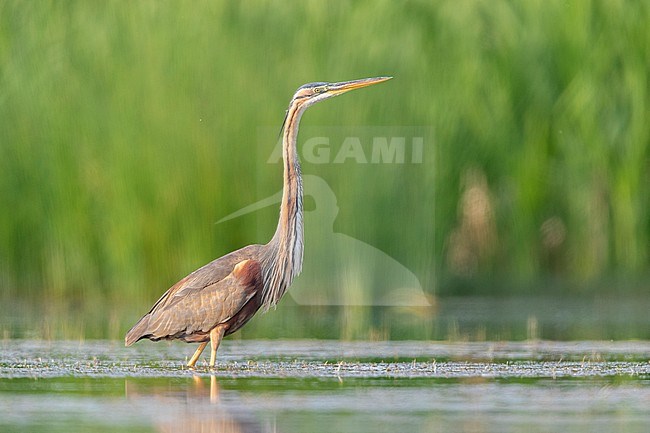 Purple Heron (Ardea purpurea), side view of an immature standing in the water, Campania, Italy stock-image by Agami/Saverio Gatto,