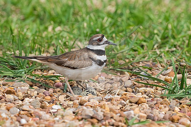 Adult on nest
Galveston Co., TX
April 2023 stock-image by Agami/Brian E Small,