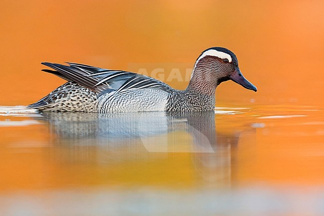 Garganey (Anas querquedula), side view of a drake swimming in a pond at sunset stock-image by Agami/Saverio Gatto,