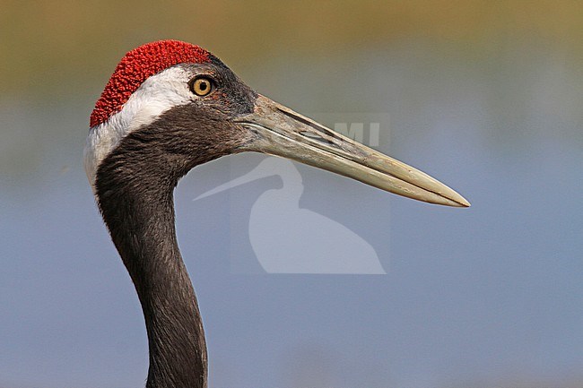 Red-crowned cranes (Grus japonensis) head close-up stock-image by Agami/Pete Morris,