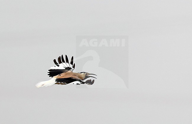 Xinjiang Ground Jay (Podoces biddulphi) in flight. stock-image by Agami/Thierry Quelennec,