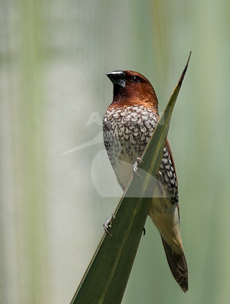 Scaly-breasted Munia (Lonchura punctulata), front view of bird perched on a palm leaf, showing underparts stock-image by Agami/Kari Eischer,