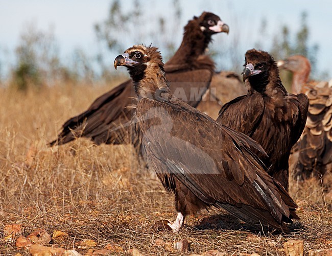 Monniksgier aan de grond; Cinereus Vulture on the ground stock-image by Agami/Markus Varesvuo,